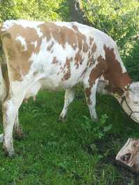 Vând vaca de 6 ani 15 litri de lapte pe zi