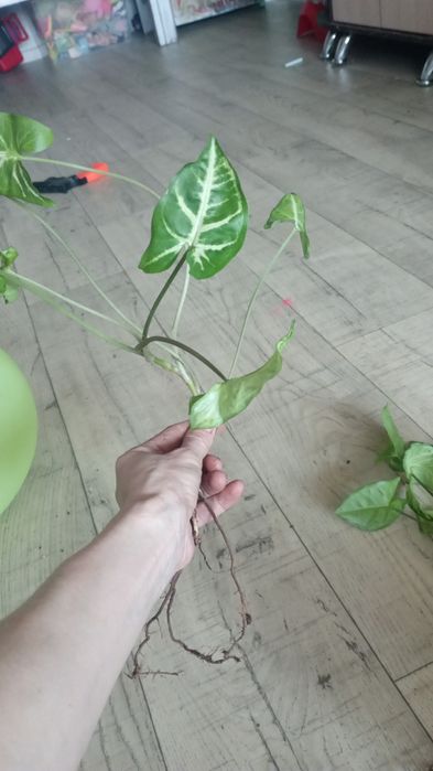 Продам за 500, есть в горшке 3 корешка за 1200