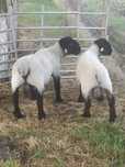 Vand oi rasa suffolk