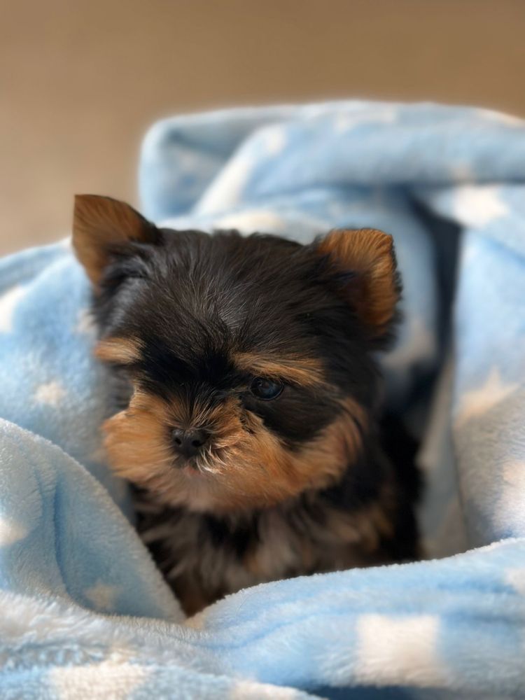 Yorkshire TERRIER Mini TOY cu pedigree!