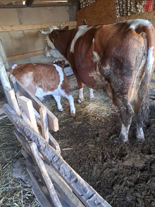 Vind 2 vaci cu lapte una çu vitel.