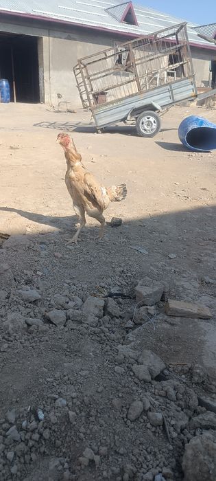 хуроз карис карис тавук шамо тавук сотилади тулакка утди 15ой