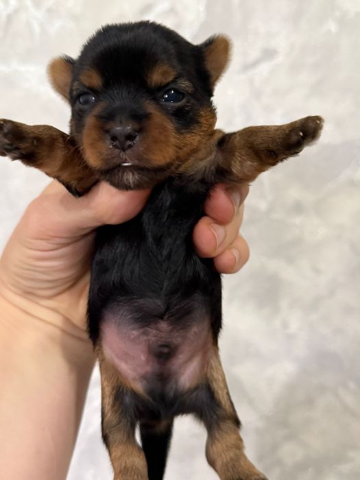 Йоркширский терьер мальчик бронь