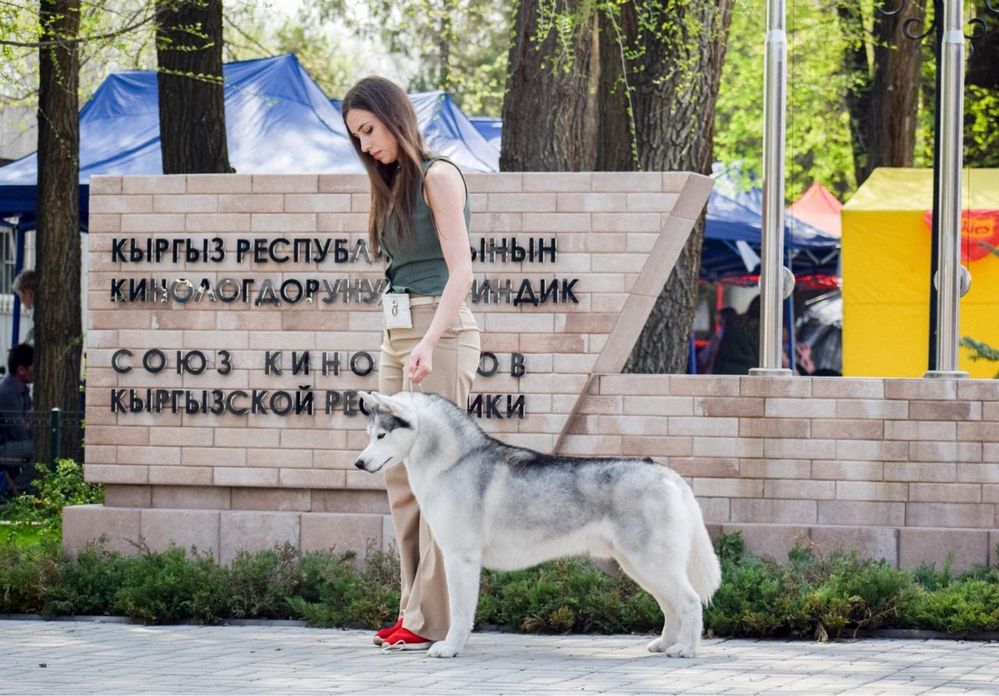 Предлагается Интер Чемпион хаски для вязки