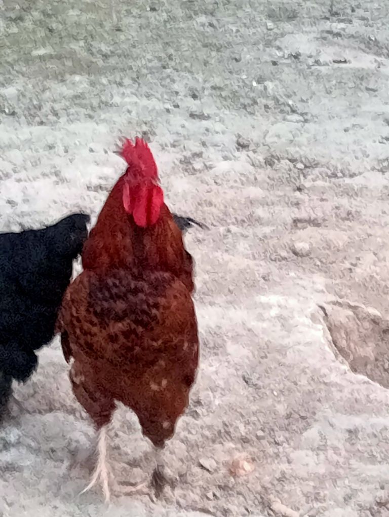 Qizil xoʻroz xashaki jaydari