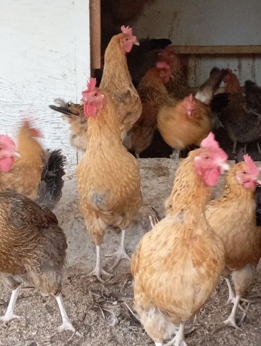 Куры   кученские