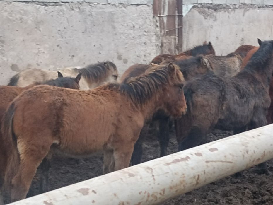 Продам жеребят 2025года