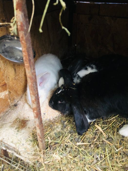 Iepurași de vânzare