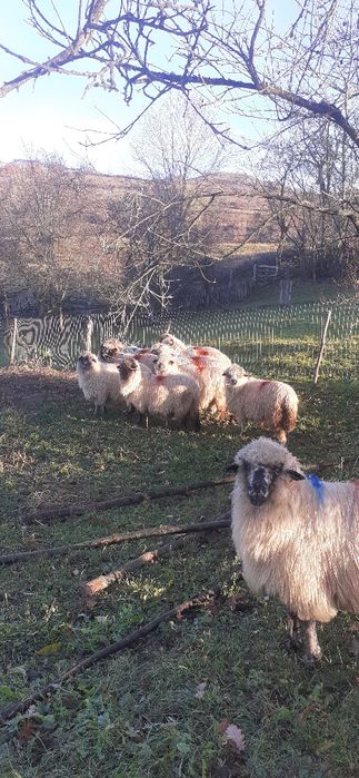 Oi turcane de vanzare