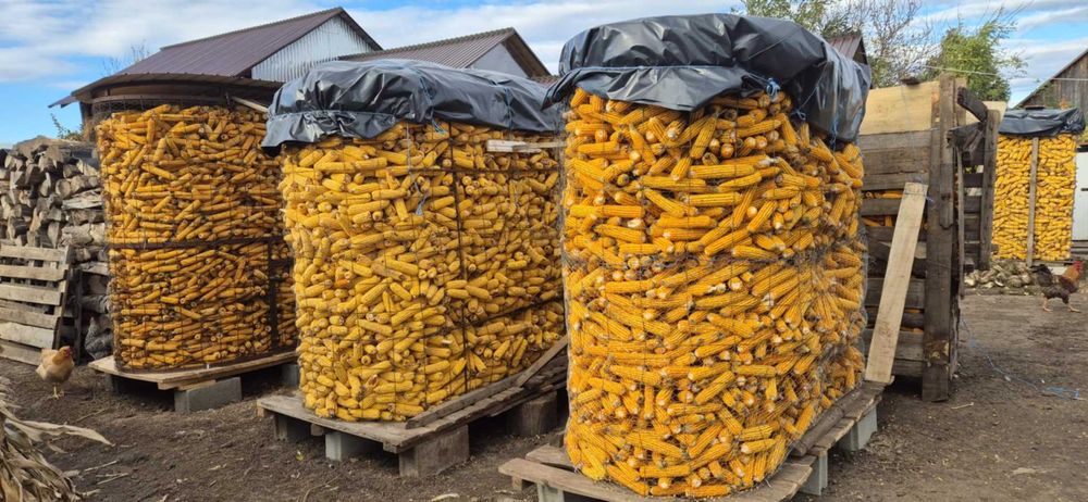 vand porumb furajer si porumb sticlos  PRET 0.85 LEI/KG