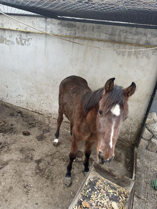 Жабағы тай сатыладі