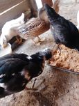 Аьашагводвсщадыолалоаовьчлпгшцдал