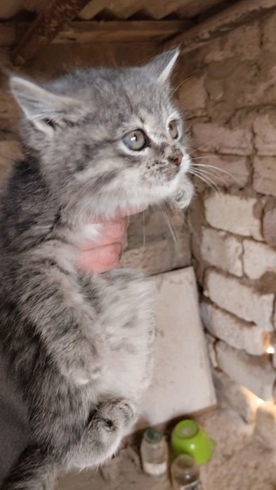 Мысықтың марғаулары