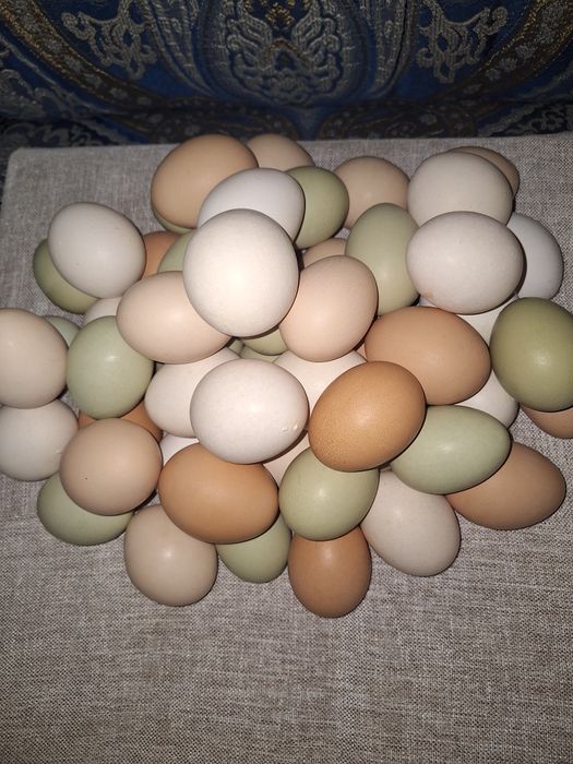 Продам домагние опладотворенные (пародистые) яйца. 180т.штука