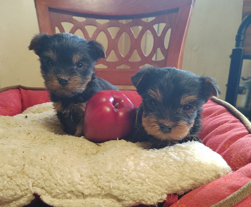 Йорки мини, йоркширски териер