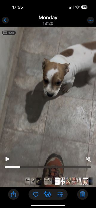 Подарявам питбули