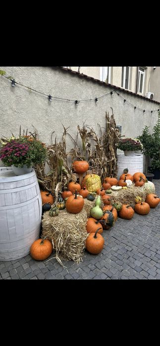 Dovleci decorativi și tărtăcuțe pentru aranjamente de toamnă