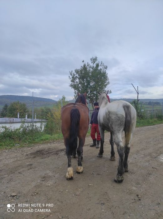 Vând iapă de 7 ani și cal de 4 ani