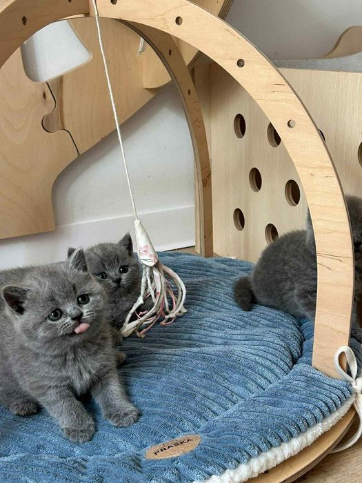 Британска късокосместа