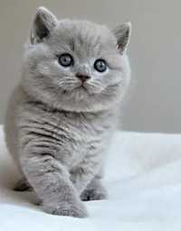 Британские котята Голубого окраса .