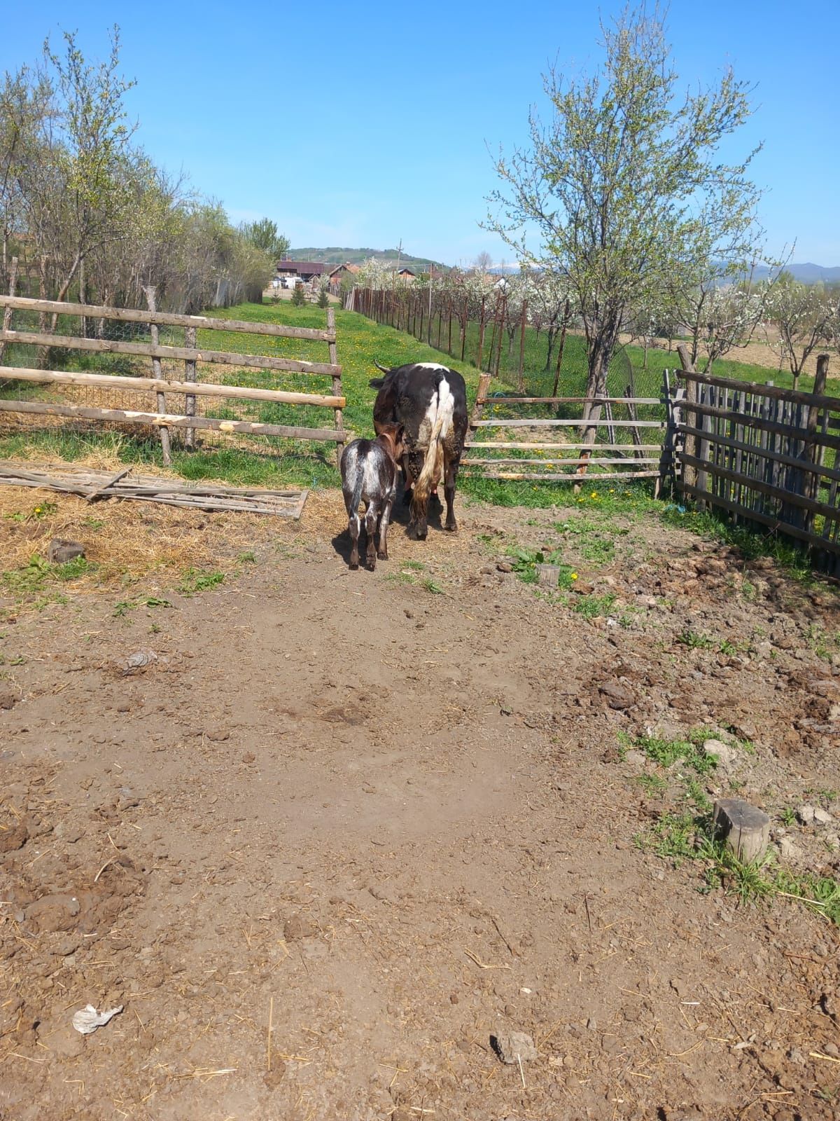 Vând vaca buna de lapte cu vitea fătată de o luna