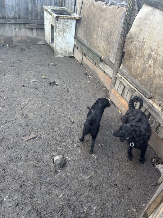 Catei de intors oile