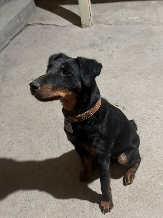 Продается охотничья собака Ягдтерьер