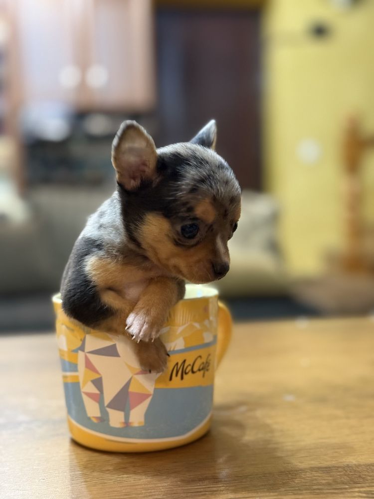 Chihuahua mini toy blue merle RAR