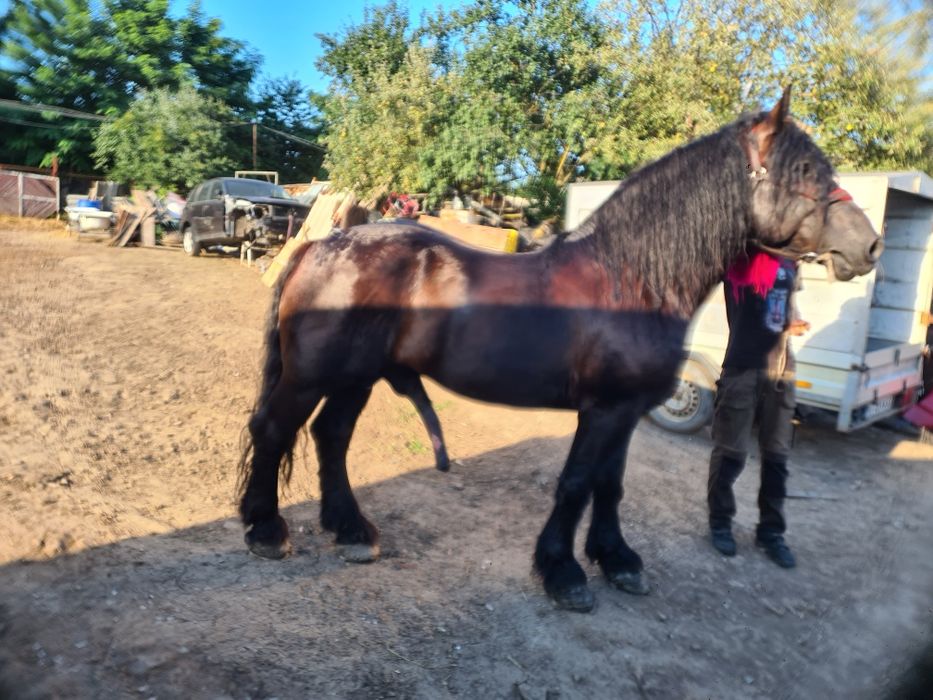 Vand sau Schimb Harmasar semi greu