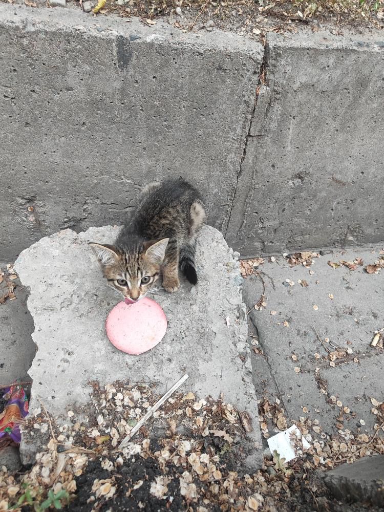 Котенок -девочка в добрые руки