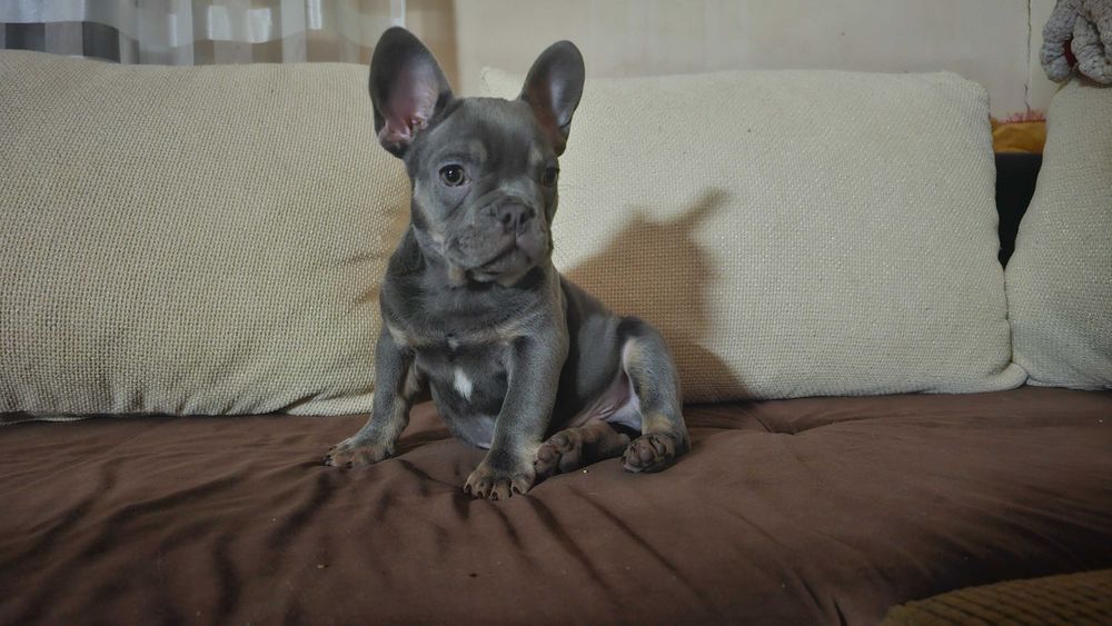 сив и син френски булдог