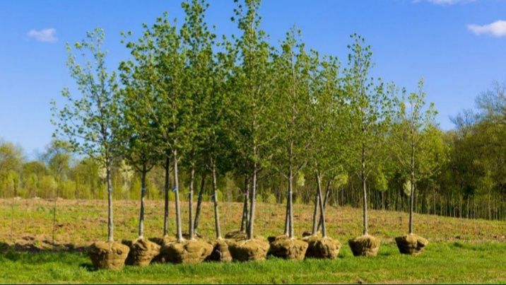 Mesteacăn tei platani plante ornamentale