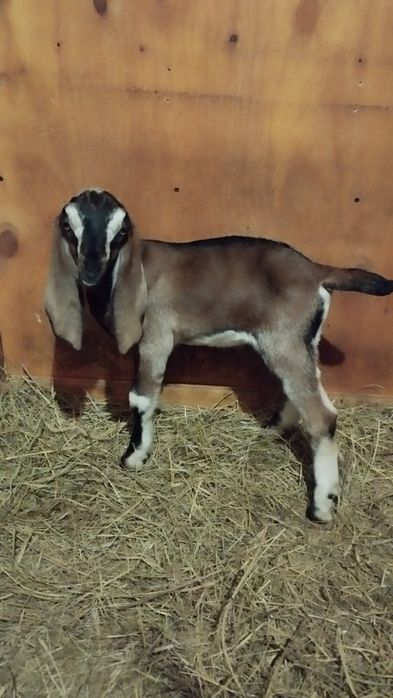 Козлик Битало- нуб