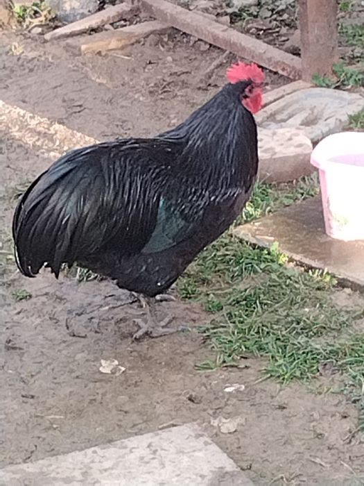 Schimb cocoș australorp negru
