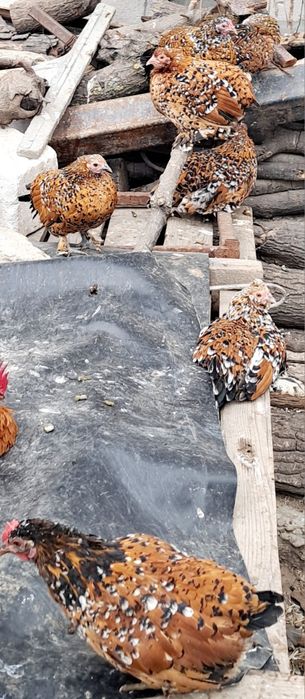 Gaini si cocosi pitici