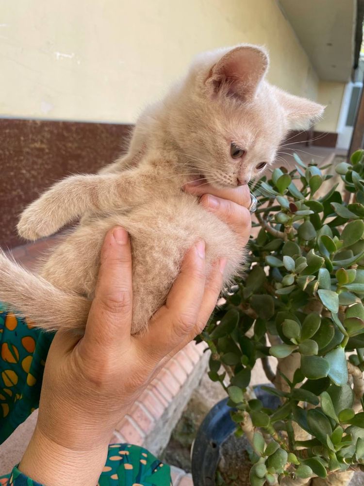 Чистокровные котята скоттиш страйт