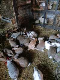 Vând iepuri 3 luni jumate