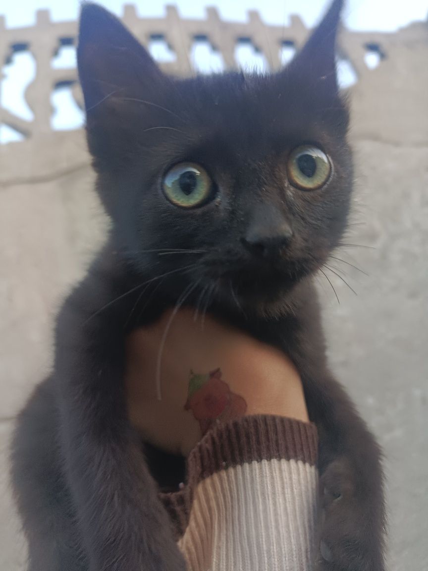 Отдам кошечку 4 мес.