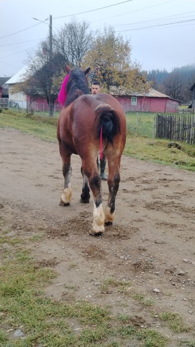 De vânzare mânz de 2 jumate