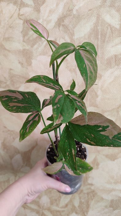 Сингониум Ред Спот