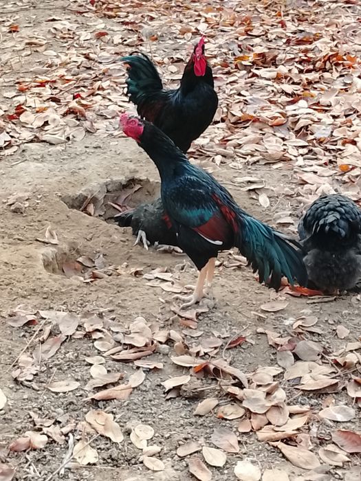 Дакан 5та зотли даканла