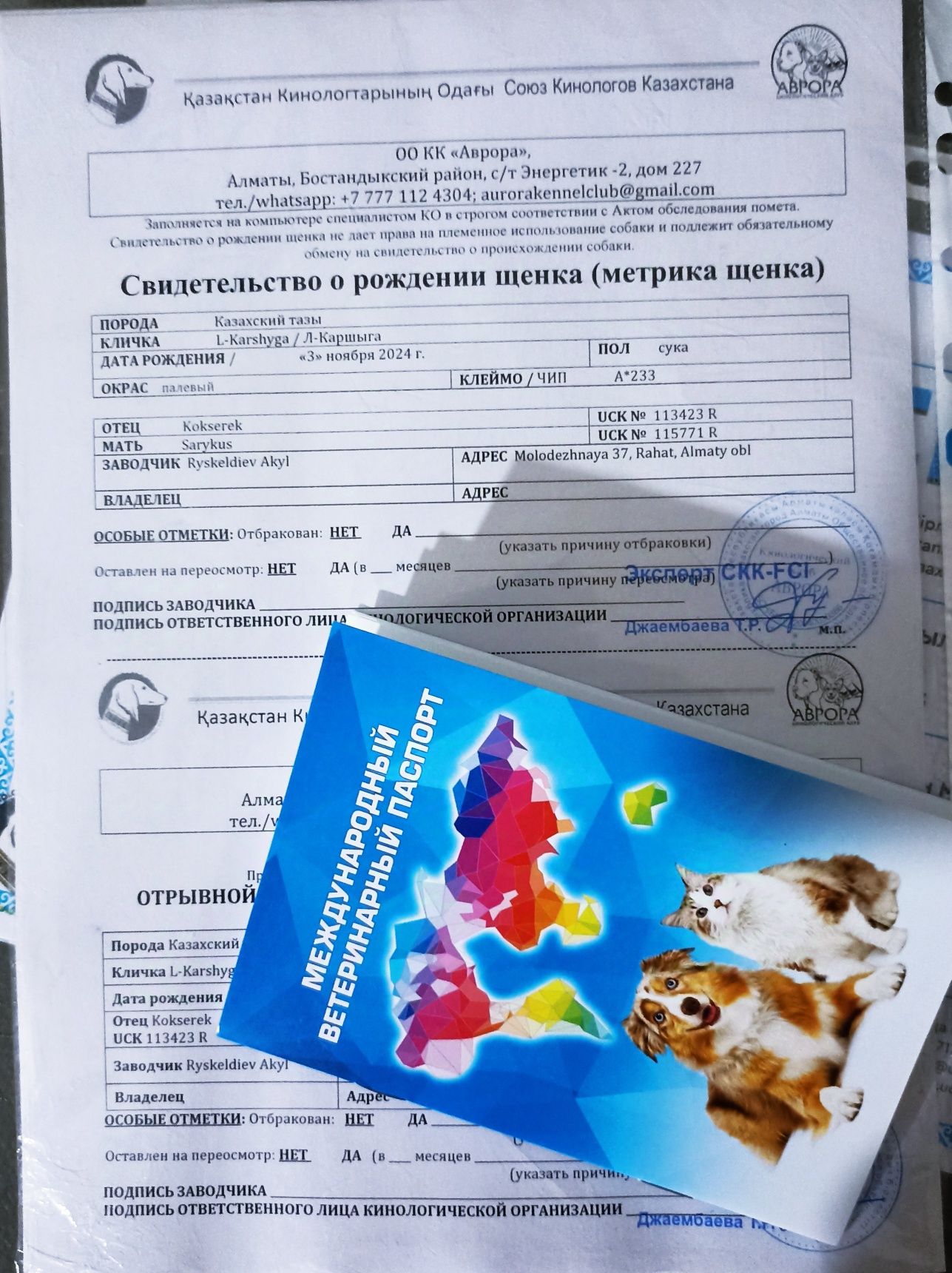 Тазы кушік щенки тазы
