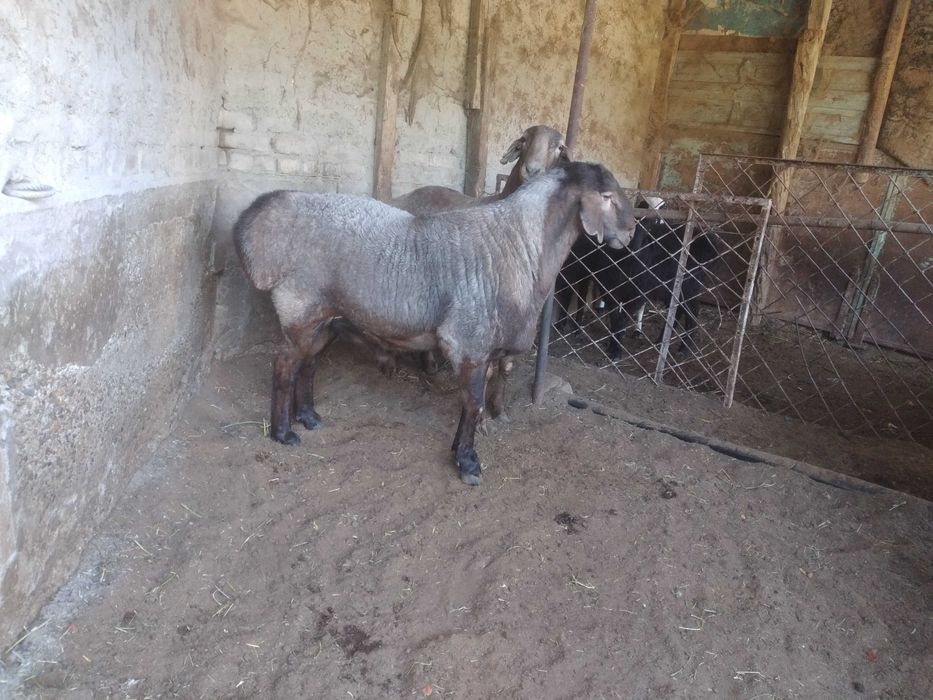 Кучкор сотилади..