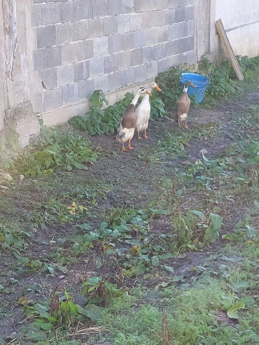 Rate Indiene (rate de adunat melci]