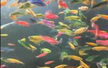 Danio Akvarium baliqlari Данио аквариумные рыбки