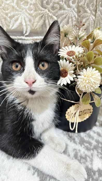 ОТДАДИМ ДАРОМ кошек в хорошие руки