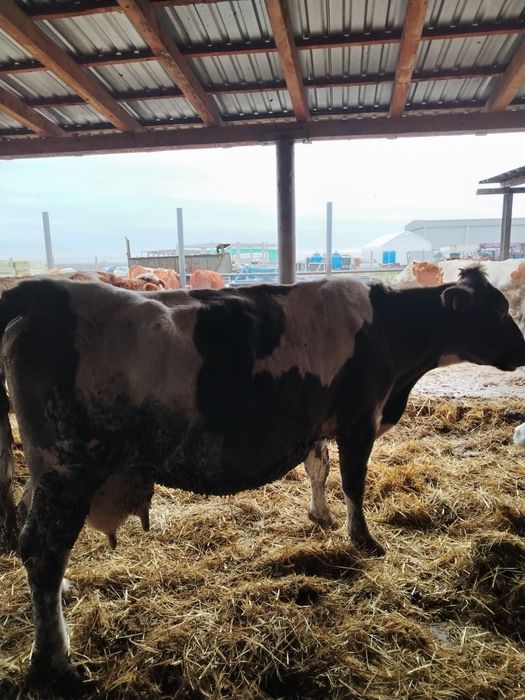 Vând vaca bălțata românească