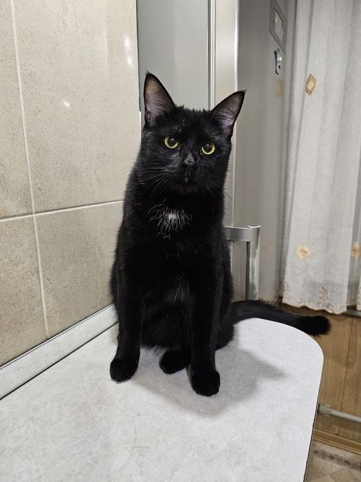 Кот мальчик ищет дом, отдаётся кот в добрые руки