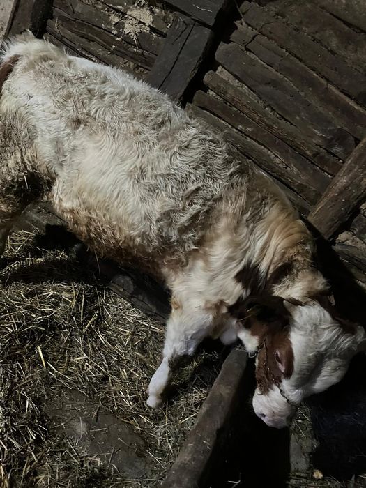 Vând vițel de 3 luni jumate