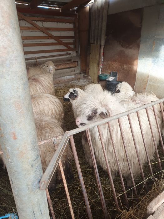 Vand o stramioara și 2 miele